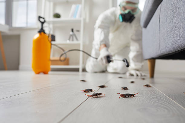 Commercial Rodent Management in Red Rock